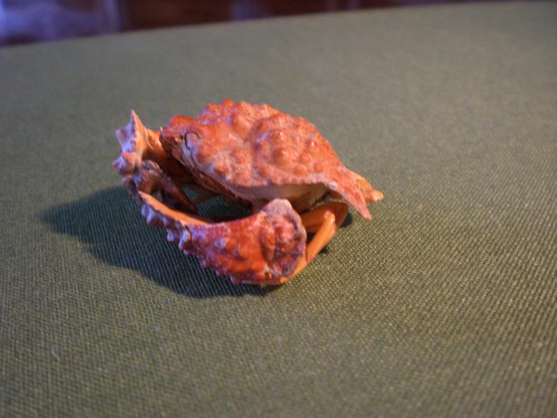 calappa pokipoki T.F.C. lateral view.jpg